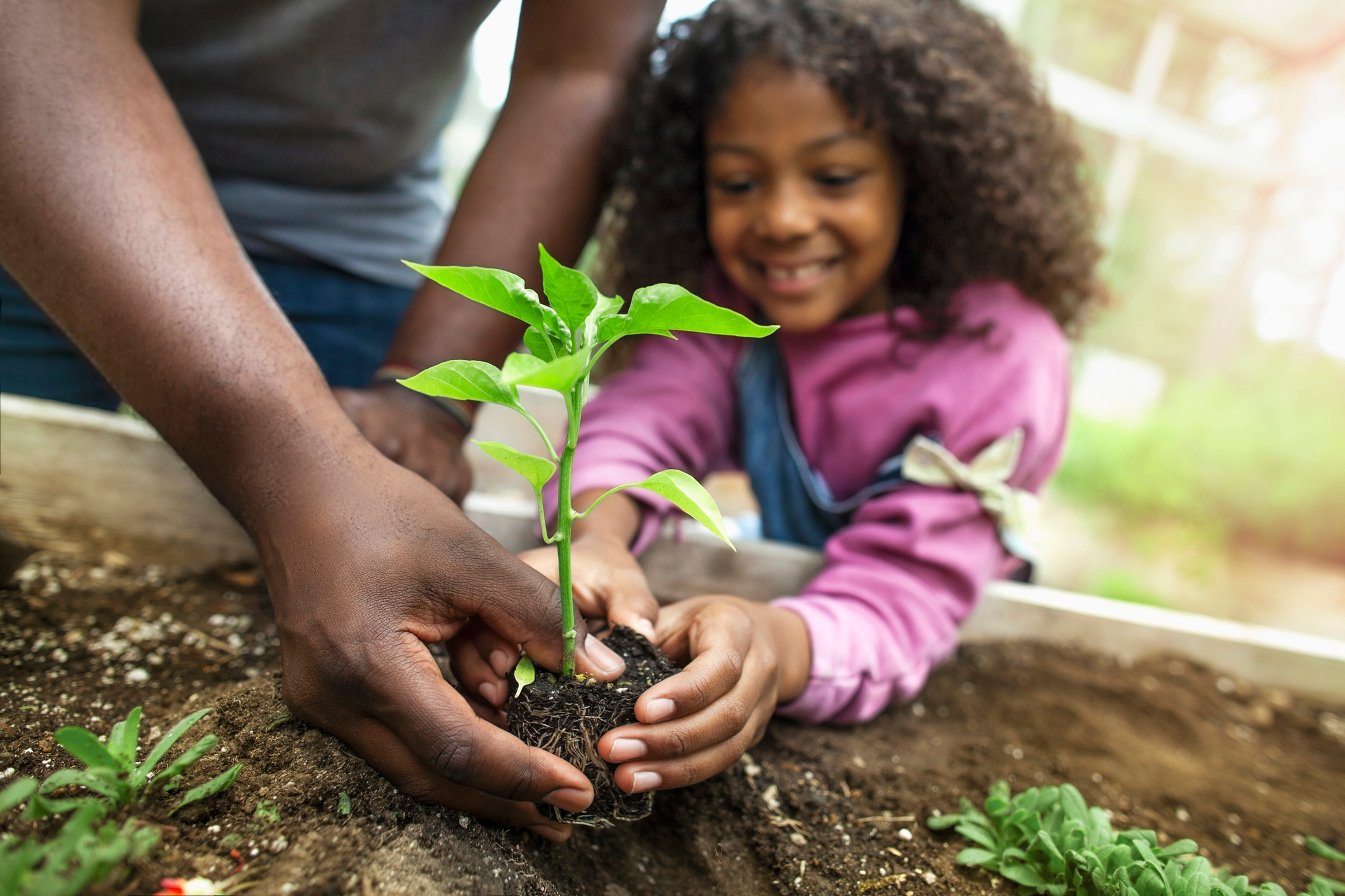A man and a girl planting a plant in the dirt.